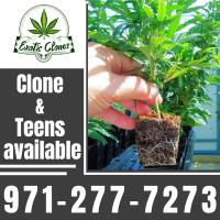 Healthy and fresh rooted clone image 1